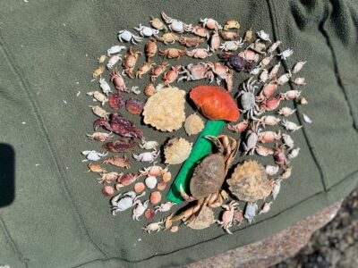a green lizard on a rock (MyCoast AI)