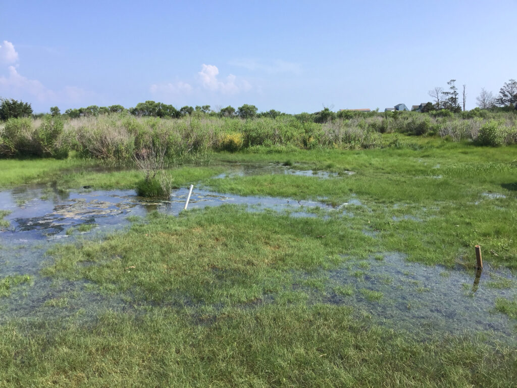 a small pond in a grassy area (MyCoast AI)