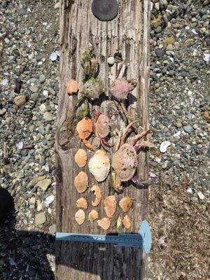 a tree stump with cut logs (MyCoast AI)