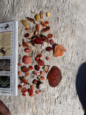 a pile of red and white rocks (MyCoast AI)