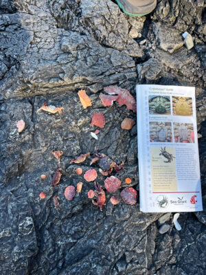 a book on a rock (MyCoast AI)
