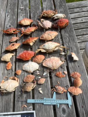 a group of brown and white mushrooms (MyCoast AI)