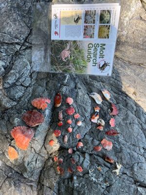 a book on a tree stump (MyCoast AI)