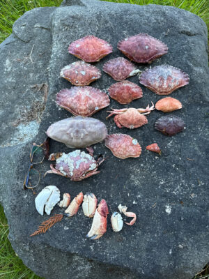 a group of sea shells on a black surface (MyCoast AI)