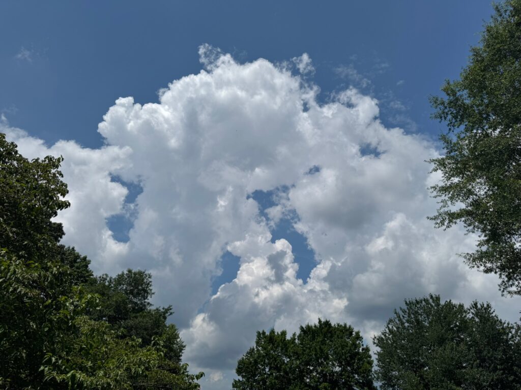 a group of trees and clouds (MyCoast AI)