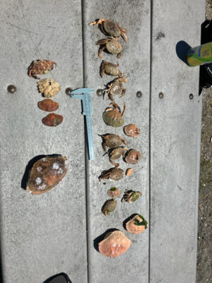 a group of bees on a concrete surface (MyCoast AI)