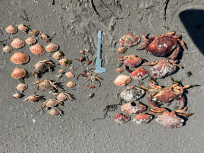 a small blue object on the ground (MyCoast AI)