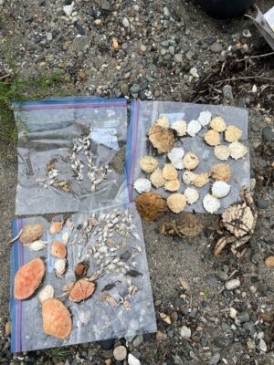 a group of mushrooms (MyCoast AI)