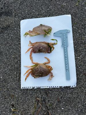 a box of crab legs (MyCoast AI)