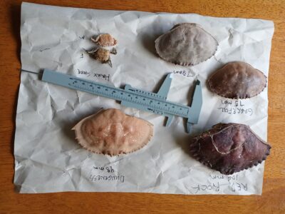 a group of rocks and a knife on a white sheet (MyCoast AI)