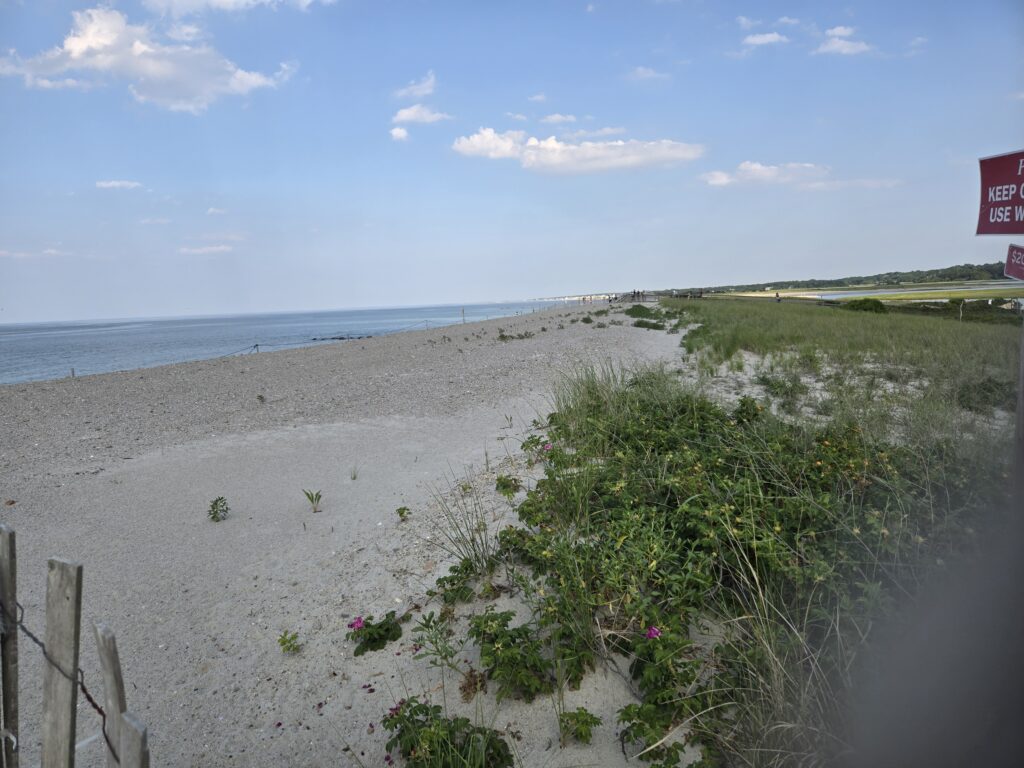 a sandy beach with plants and water (MyCoast AI)