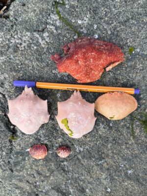 a group of meats on a stone surface (MyCoast AI)