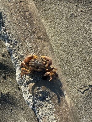 a crab on a rock (MyCoast AI)