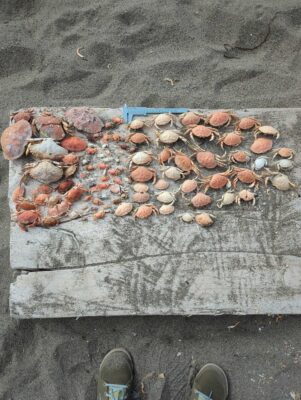 a group of rocks (MyCoast AI)