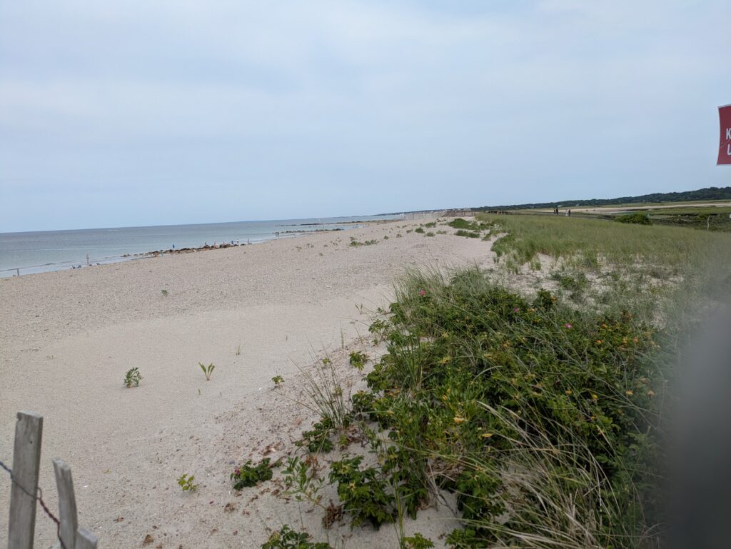 a sandy beach with plants and water (MyCoast AI)