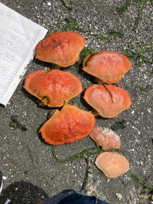 a group of mushrooms (MyCoast AI)