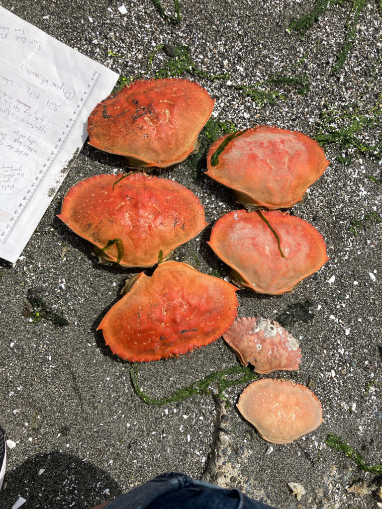 a group of mushrooms (MyCoast AI)