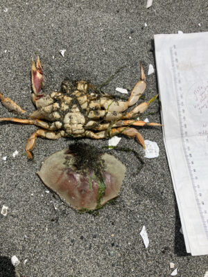 a small animal in a hole (MyCoast AI)