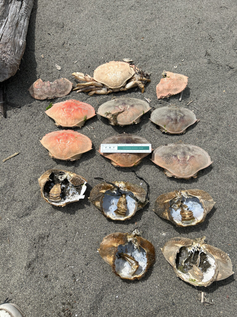 a group of shells on the ground (MyCoast AI)