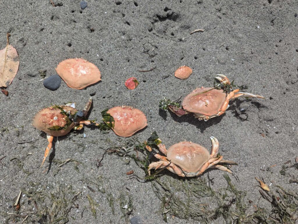 a group of sea shells on the sand (MyCoast AI)