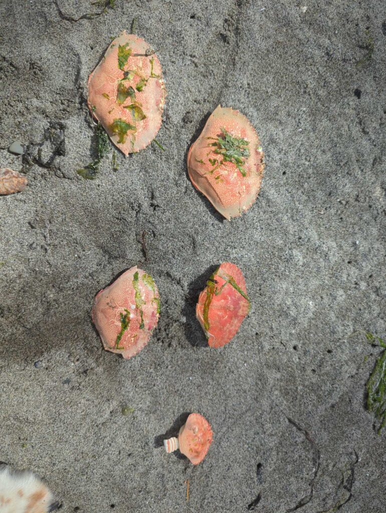 a group of small orange objects (MyCoast AI)