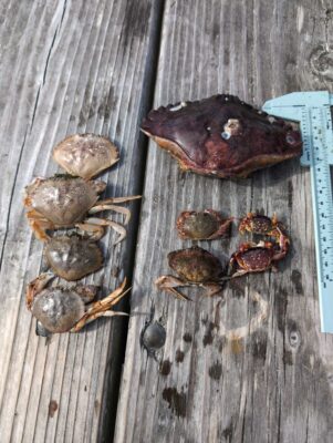 a group of snails on a wood surface (MyCoast AI)
