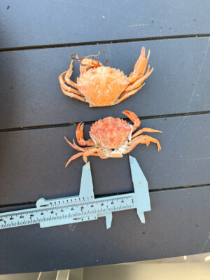 a crab on a sign (MyCoast AI)