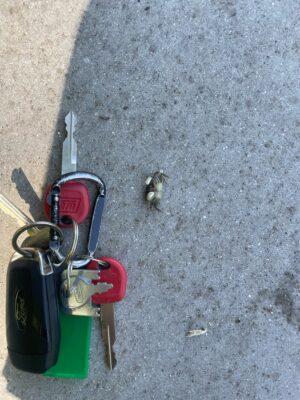 a bird next to a bird (MyCoast AI)