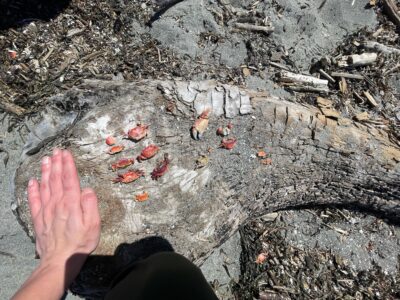 a hand on a rocky surface (MyCoast AI)