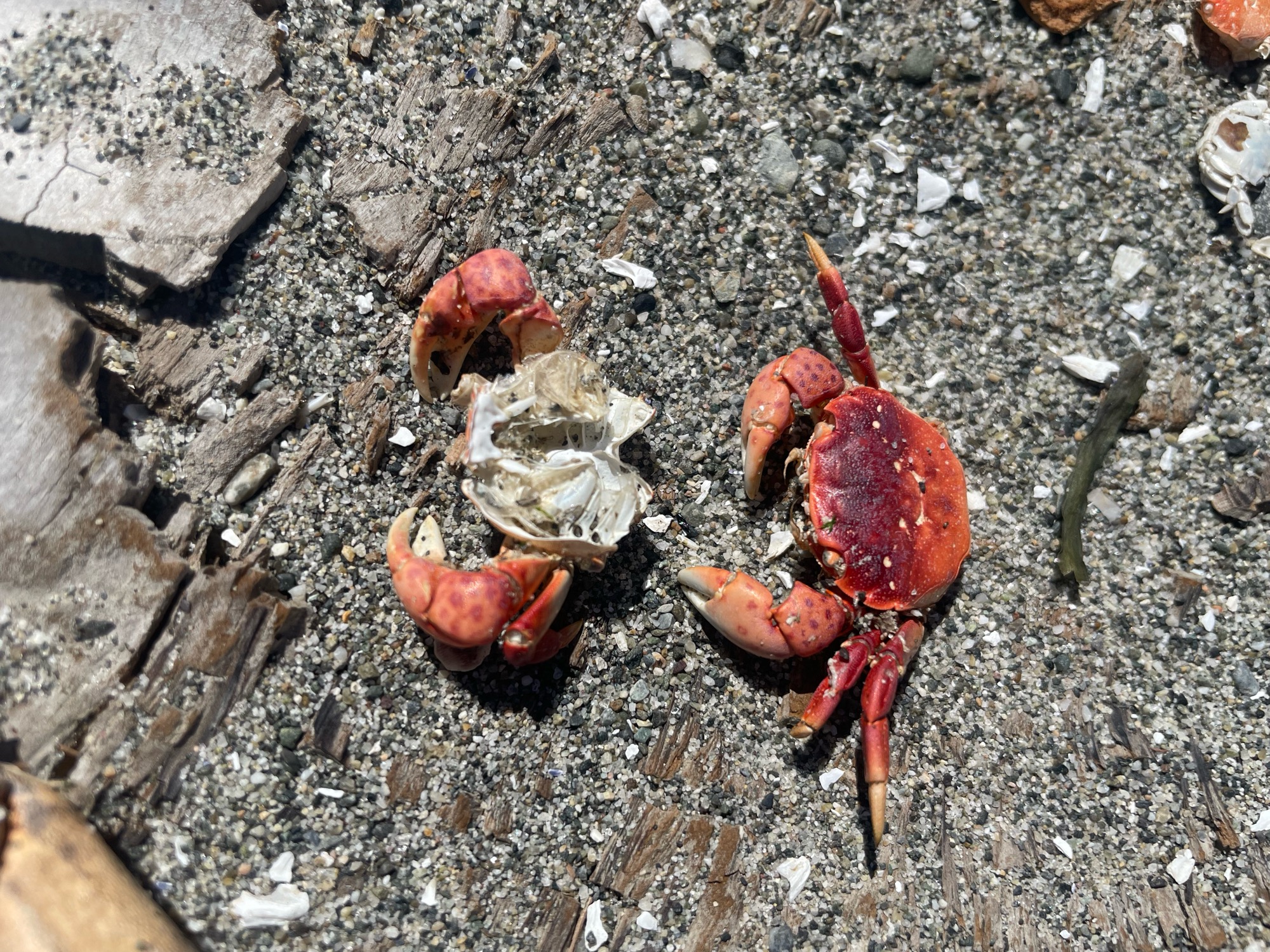 37ace77d94347254ef330420b8199256dd772191