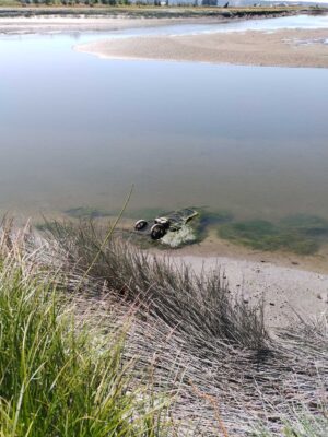 a small animal in a body of water (MyCoast AI)