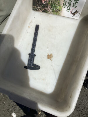 a black and white sword on a white surface (MyCoast AI)