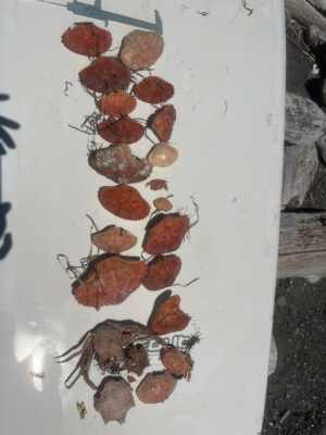 a group of mushrooms (MyCoast AI)