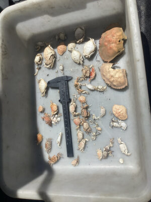 a close-up of some bones (MyCoast AI)