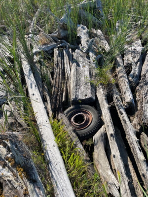 a tire in a tree (MyCoast AI)