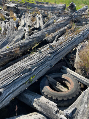 a pile of cut down trees (MyCoast AI)