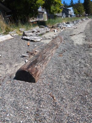 a log on the ground (MyCoast AI)