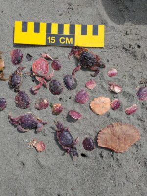 a group of sea shells on a beach (MyCoast AI)