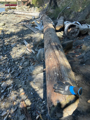 a bottle on a tree stump (MyCoast AI)