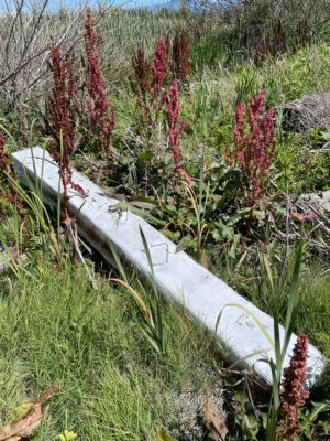 a broken wooden bench in a garden (MyCoast AI)