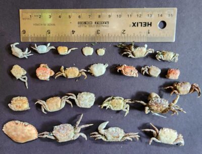 a group of sea shells (MyCoast AI)