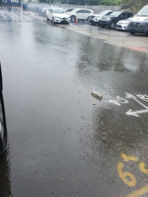 a bird on a wet street (MyCoast AI)