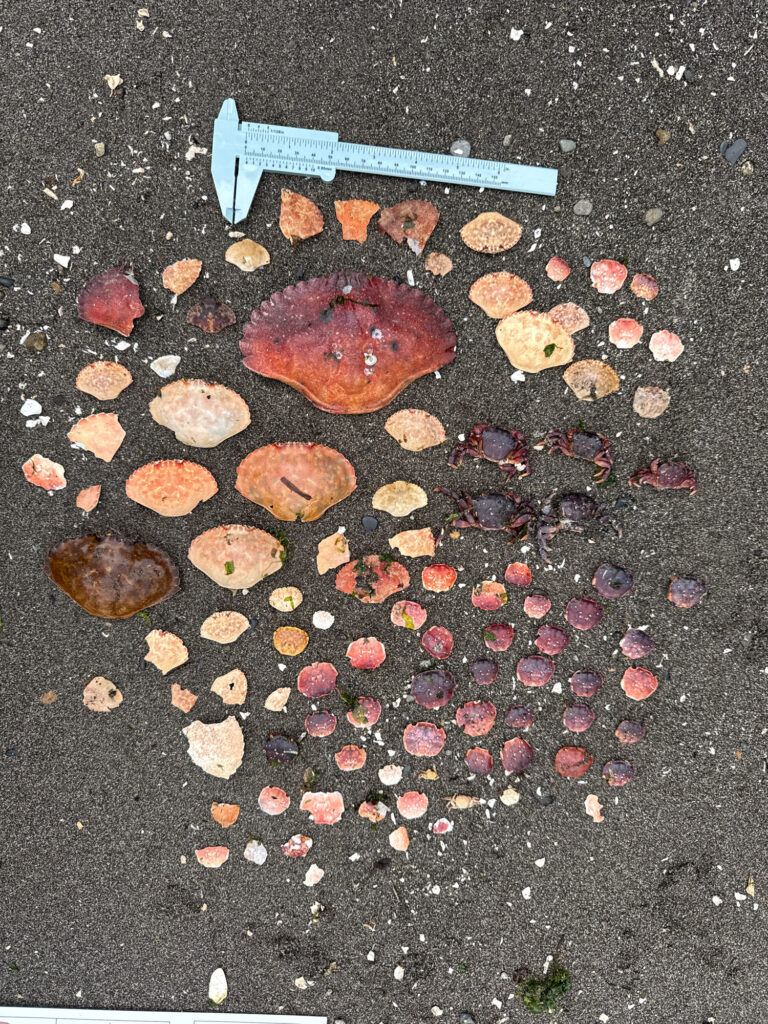 a pile of food on the ground (MyCoast AI)