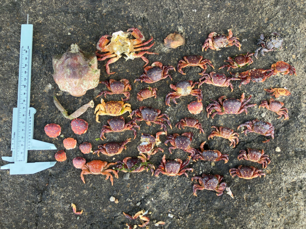 a pile of leaves and a knife (MyCoast AI)