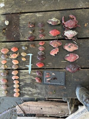 a group of red and white objects on a wooden surface (MyCoast AI)