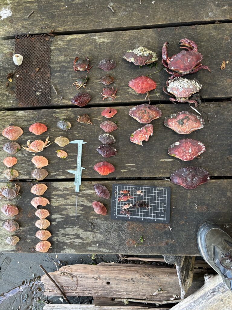 a group of red and white objects on a wooden surface (MyCoast AI)