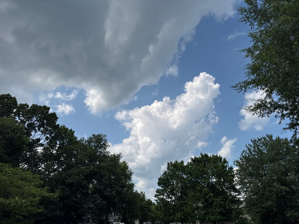 a group of trees with clouds above (MyCoast AI)