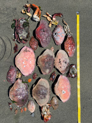 a group of red and black mushrooms (MyCoast AI)