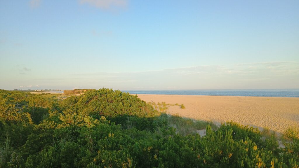 a beach with trees and bushes (MyCoast AI)