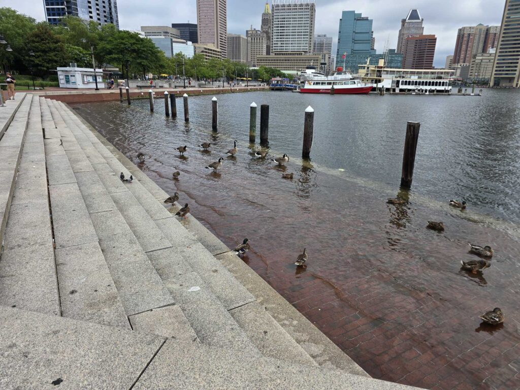 a group of ducks on a dock (MyCoast AI)